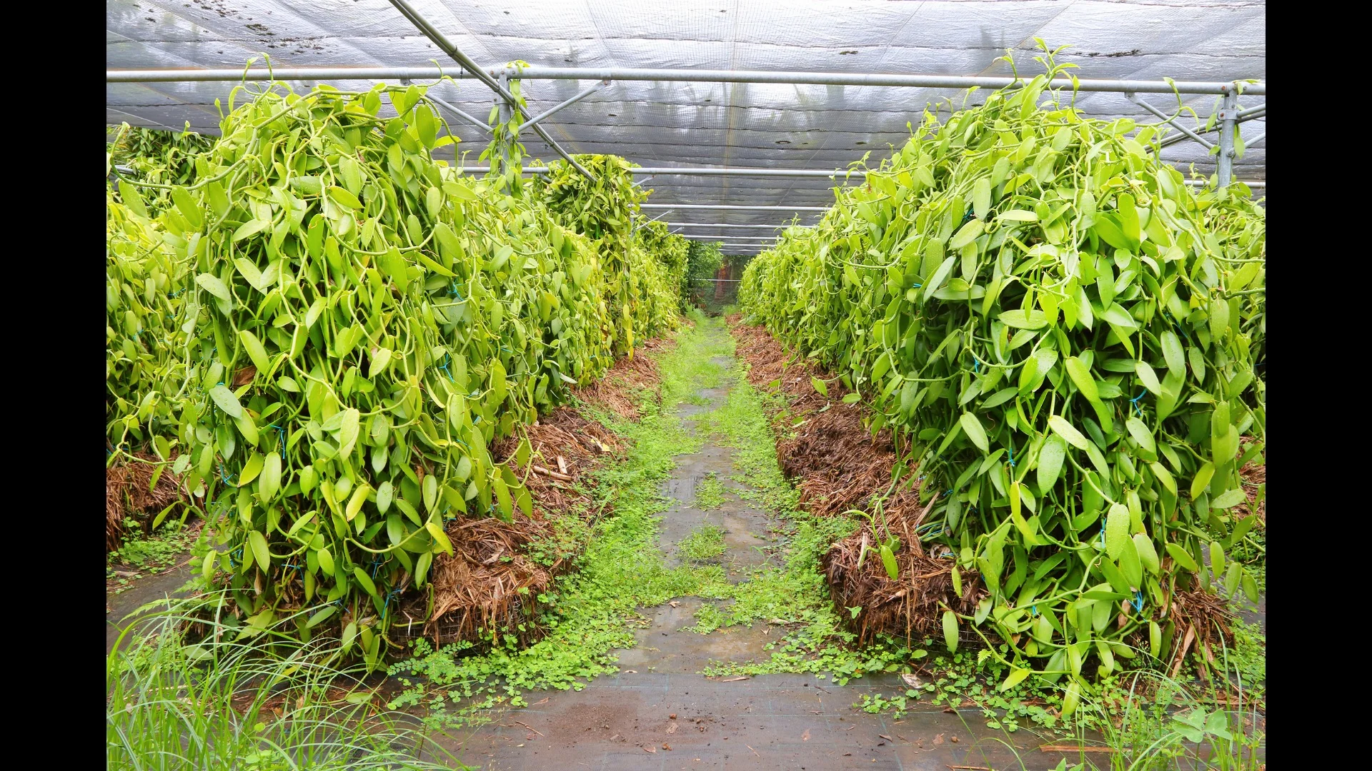 Living vanilla orchid vine on natural shade trellis